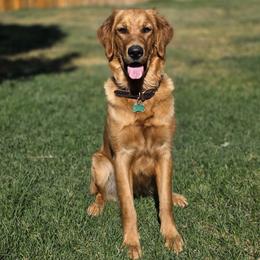 Golden Retriever All Grown Up from Big Sandy Golden Retrievers