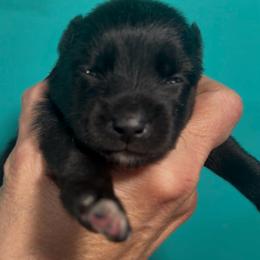 Kira - Black female Pomsky puppy in Spring Hill, Florida from PDQ Pomskies