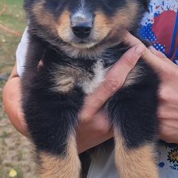 Black Tri Male - Black tri male Miniature Australian Shepherd puppy in Shelby, Michigan from Caprine Acres