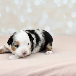 Miniature American Shepherd, Miniature Australian Shepherd, and Toy Australian Shepherd Puppies from Shooting Stars Ranch Toy and Mini Aussies