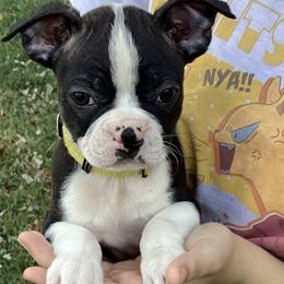 Nemo - Black brindle and white male Boston Terrier puppy in Smallett, Missouri from B's Bostons