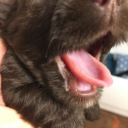 Miniature Schnauzer Puppies from Pamela Aumueller
