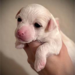 White Puff Girl - White female Chinese Crested puppy in Tomball, Texas from Gracieux Chinese Cresteds