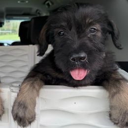 Ember - Pepper and salt female Giant Schnauzer puppy in Goodrich, Texas from Silver Creek Giant Schnauzers