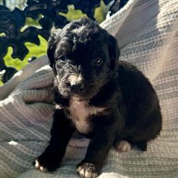 Sophie Boy 4 - Black and white male Bernedoodle puppy in Russiaville, Indiana from Pleasant Creek Minibernedoodles