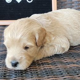 Green Boy - Hulk - Cream Goldendoodle puppy in Eagle Mountain, Utah from Our Little Doodles