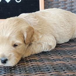 Green Boy - Hulk - Cream Goldendoodle puppy in Eagle Mountain, Utah from Our Little Doodles