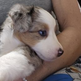 Miniature Australian Shepherd Puppies from Carter's Cuties