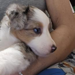 Miniature Australian Shepherd Puppies from Carter's Cuties
