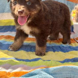 Tri male - Red tri male Miniature Australian Shepherd puppy in Lemon Cove, California from Magic Ranch Mini Aussies