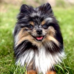 Gremmy - Pomeranian