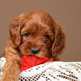 Wrangler - Red male Cavapoo puppy in Seymour, Missouri from Grace Acres Puppies