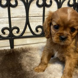 Cavalier King Charles Spaniels from Cozy Cavaliers