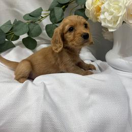 Basset Hound and Dachshund Puppies from V's Southern Angels