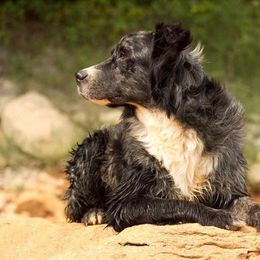 Levi - Australian Shepherd