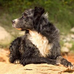 Levi - Australian Shepherd