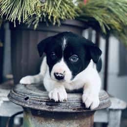 Trix x Latch - Girl 6 - Black and white - Black and white female Border Collie puppy in Minden, Iowa from Rocking N Registered Border Collies & Labradors
