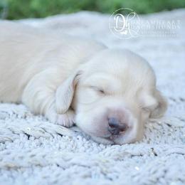 Dachshund Puppies from Dreamheart Dachshunds