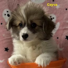 Cayva - Sable female Pembroke Welsh Corgi puppy in Murchison, Texas from Cattal Corgis