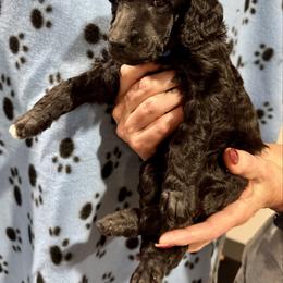Blue Boy - Silver male Poodle puppy in East Wenatchee, Washington from Stylish Standards