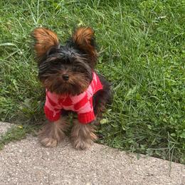 Pixie - Black and tan female Yorkshire Terrier puppy in Chicago, Illinois from Chicago Yorkies