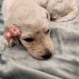 Poodle Puppies from Karla Skow