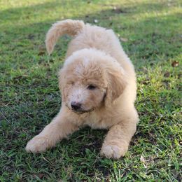 Goldendoodle, Labradoodle, and Poodle Puppies from CNR Farms