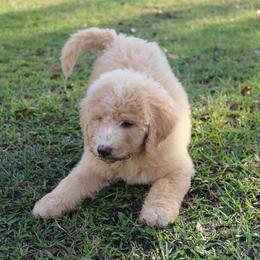 Goldendoodle, Labradoodle, and Poodle Puppies from CNR Farms
