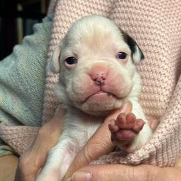Girl 1 - White female Boxer puppy in Elyria, Ohio from Just-A-Wyn Boxers