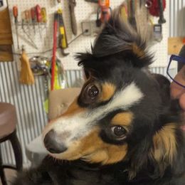 Miniature Australian Shepherd and Toy Australian Shepherd All Grown Up from Elk Creek Aussies