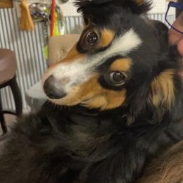 Miniature Australian Shepherd and Toy Australian Shepherd All Grown Up from Elk Creek Aussies