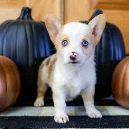 Pancake - Sable female Pembroke Welsh Corgi puppy in Star City, Arkansas from Say When Corgi Co.