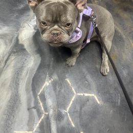 Blu - French Bulldog