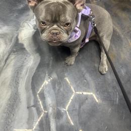 Blu - French Bulldog