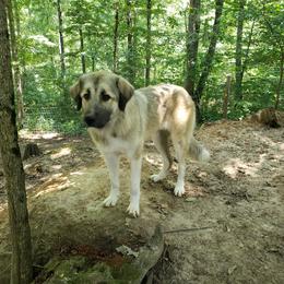 Anatolian Shepherd Dog All Grown Up from Cedar Trace Farm