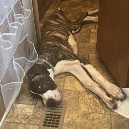 Great Dane Puppies from KD Sweet Southern Danes
