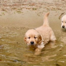 Golden Retriever Puppies from SwiftRiver Goldens