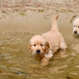 Golden Retriever Puppies from SwiftRiver Goldens