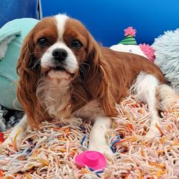 Winnie - Cavalier King Charles Spaniel