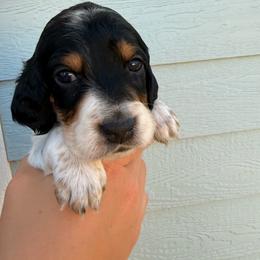 Final Pick Female - Blue belton and tan (tri-color) female Llewellin Setter puppy in Blackfoot, Idaho from Sand Hill Shepherds & Setters