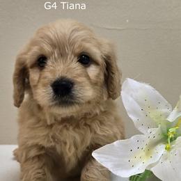 Girl 4 - Cream female Goldendoodle puppy in Milford, Michigan from Servant Kennel