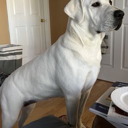 Labrador Retriever Puppies from Four Belles Labradors