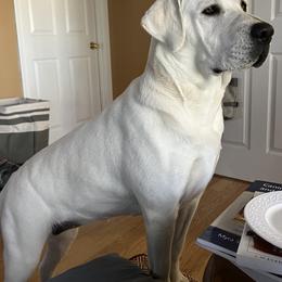 Labrador Retriever Puppies from Four Belles Labradors