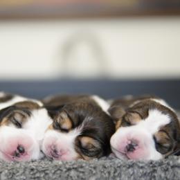 Beagle puppies from Sinaj