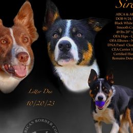 Border Collies from GTR K9 Border Collies