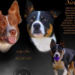 Border Collies from GTR K9 Border Collies
