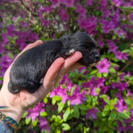 Emma - Black and white female Havanese puppy in Zanesville, Ohio from Charlotte Landry