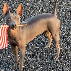 American Hairless Terriers from Runnin Bare Naked