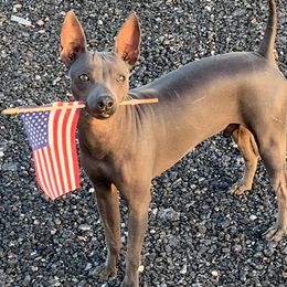 American Hairless Terriers from Runnin Bare Naked