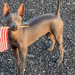 American Hairless Terriers from Runnin Bare Naked
